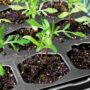 Seed Starting Tray with Dome – Ferry Morse – 72 Cells